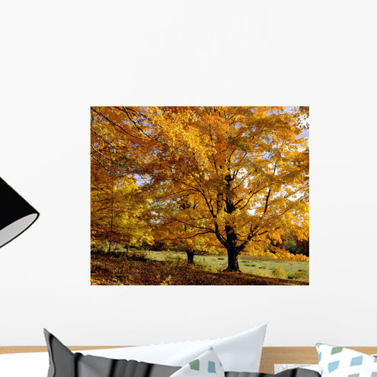 Fall Colours In Eastern Townships, Quebec, Canada Wall Mural