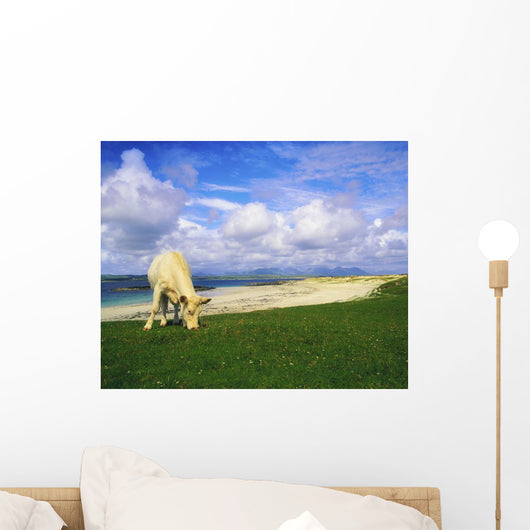 Charolais Cow, Mannin Bay, Co Galway, Ireland Wall Mural
