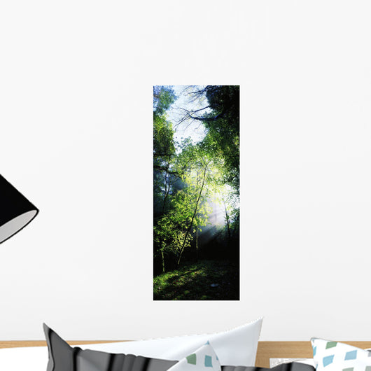 Deciduous Wood, Killarney National Park, Co Kerry, Ireland Wall Mural