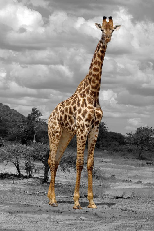 Giraffe Wall Mural