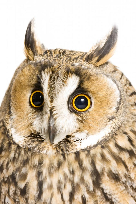 Owl White Wall Decal Design 6