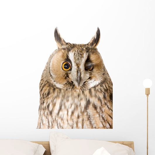 Owl White Wall Mural