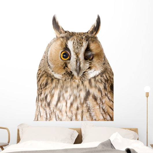 Owl White Wall Mural
