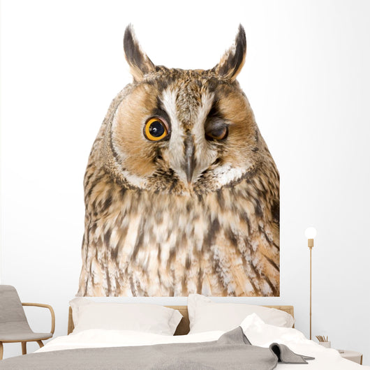 Owl White Wall Mural