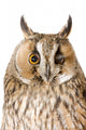 Owl White Wall Mural