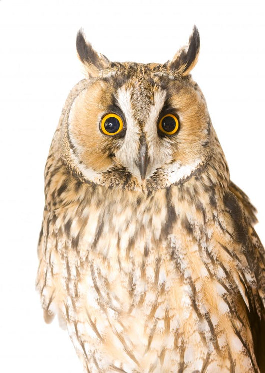 Owl White Wall Mural