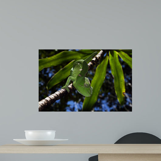 Chameleon Manambato Wall Mural