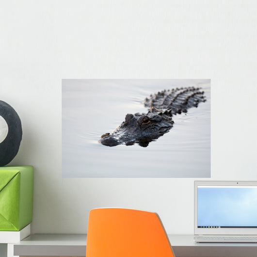 American alligator Wall Mural