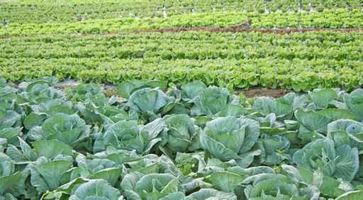 Field Salad Sprouts Wall Mural
