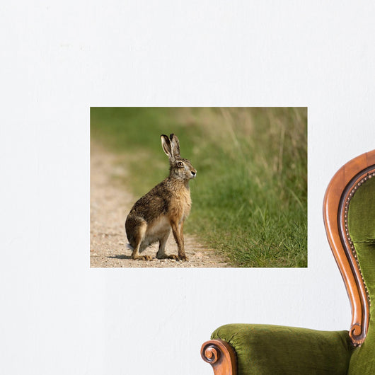 Hare Wayside