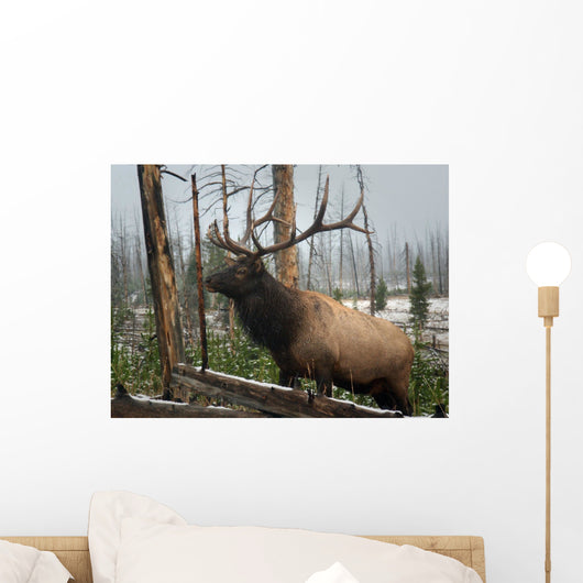 Elk Wall Mural