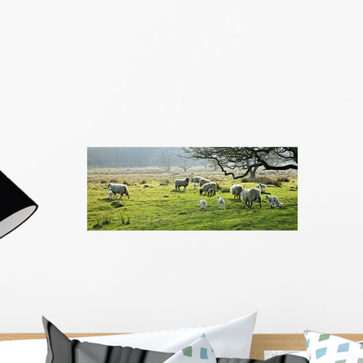 Sheep Grazing In A Pasture, Derbyshire, England Wall Mural