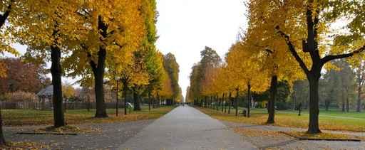 Avenue Trees Autumn Wall Decal
