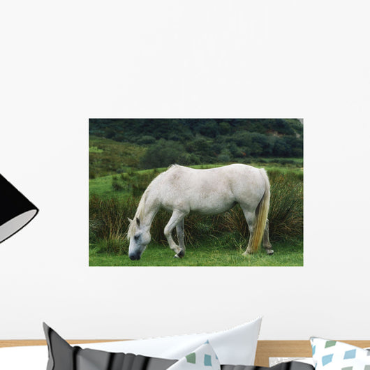 Connemara Pony Wall Mural