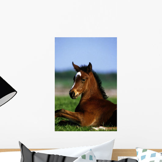 Thoroughbred Foal, Co Kildare, Ireland Wall Mural