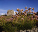 Kildownet Castle, Achill Island, Co Mayo, Ireland Wall Mural