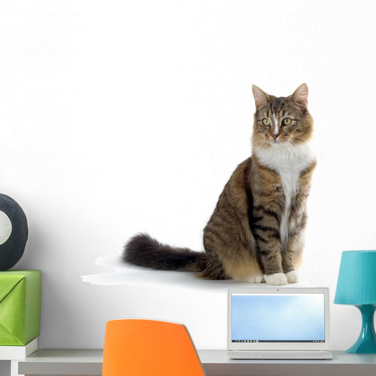 Cat Wall Decal