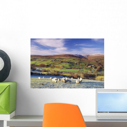 Sperrin Mountains, County Tyrone, Ireland, Sheep Wall Mural