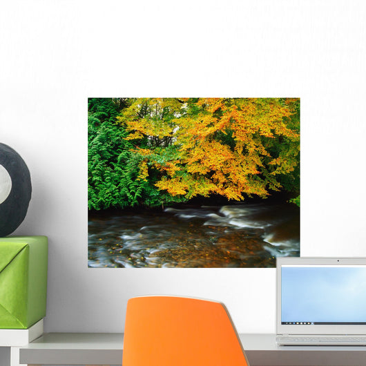 Trees Along A River Bank Wall Mural