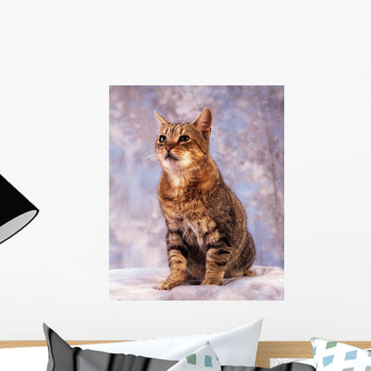 Tabby Cat Wall Mural