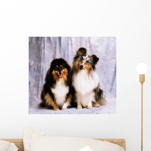 Shetland Sheepdogs Wall Mural