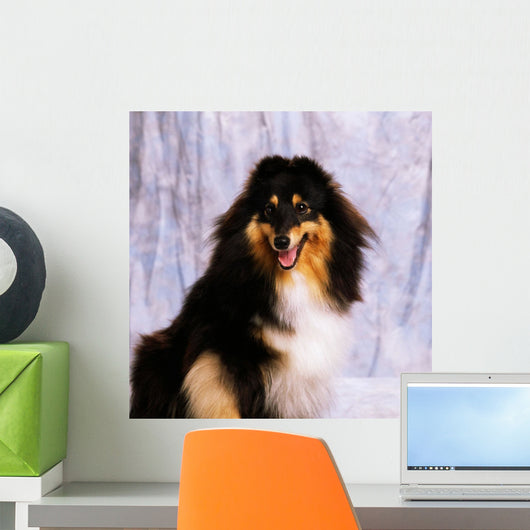 Shetland Sheepdog Wall Mural