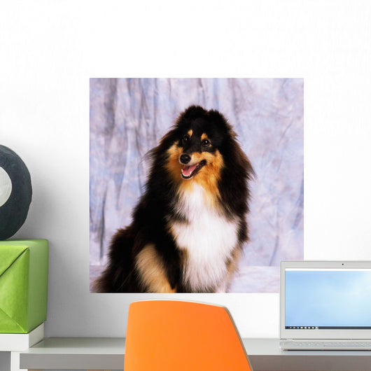 Shetland Sheepdog Wall Mural