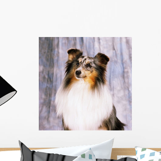 Shetland Sheepdog Wall Mural