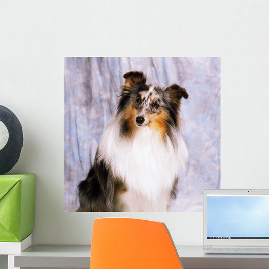 Shetland Sheepdog Wall Mural