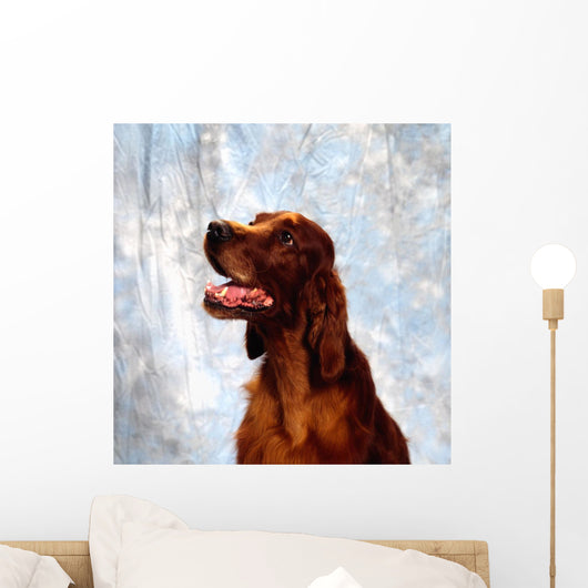 Irish Red Setter Wall Mural