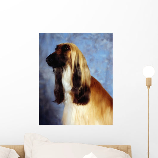 Afghan Hound Wall Mural