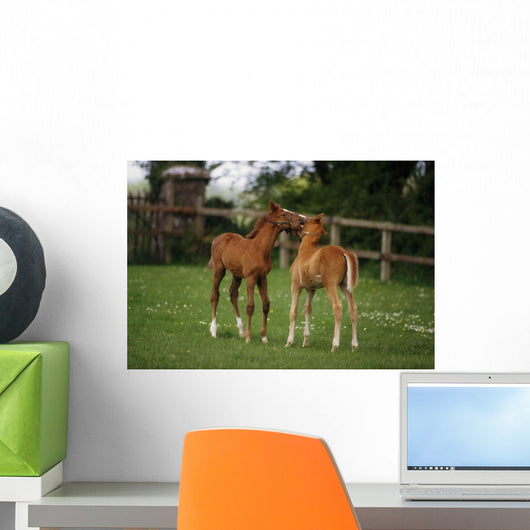 Thoroughbred Foal, Ireland Wall Mural