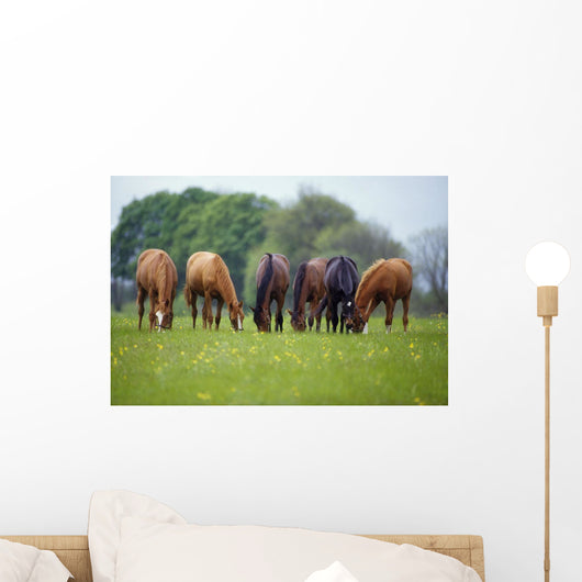 Thoroughbred Horse, Ireland Wall Mural
