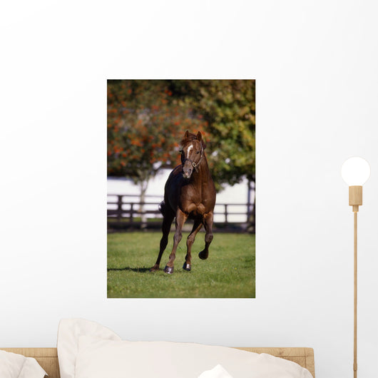 Thoroughbred Horse, Ireland Wall Mural