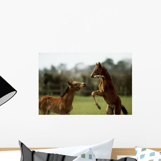 Thoroughbred Foals Playing, Ireland Wall Mural