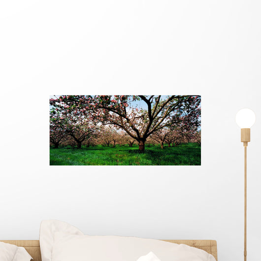 Apple Orchard, Co Armagh, Ireland Wall Mural