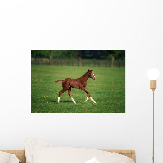 Thoroughbred Mare, National Stud, Kildare Town, Ireland Wall Mural