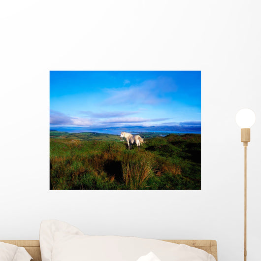 Wild Horse, Bantry Bay, Co Kerry, Ireland Wall Mural