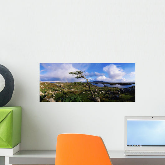 Hawthorn Tree, Rainbow, Bog Road, Near Roundstone, Co Galway, Ireland Wall Mural