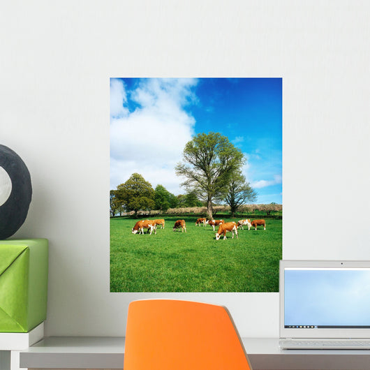 Hereford Bullocks Wall Mural