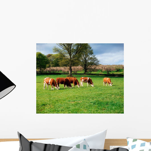 Hereford Bullocks Wall Mural