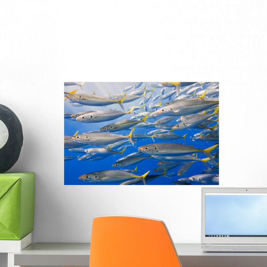 School Of Rainbow Runners, Sea Of Cortez, Mexico Wall Mural