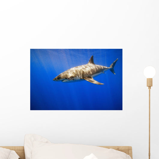 Great White Shark Wall Mural