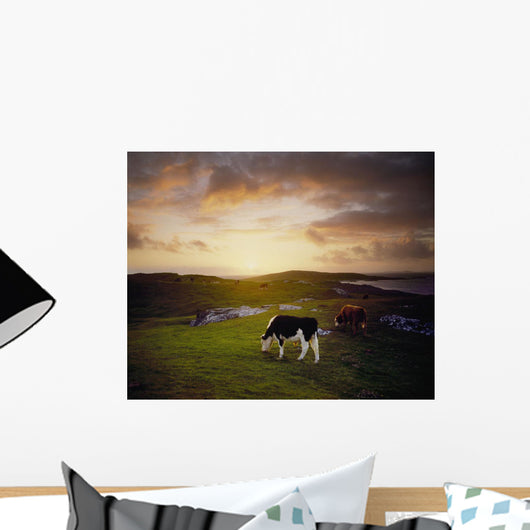 Cattle, Mannin Bay, Co Galway, Ireland Wall Mural