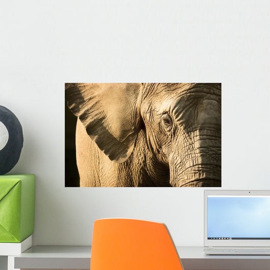 Elephant Wall Mural