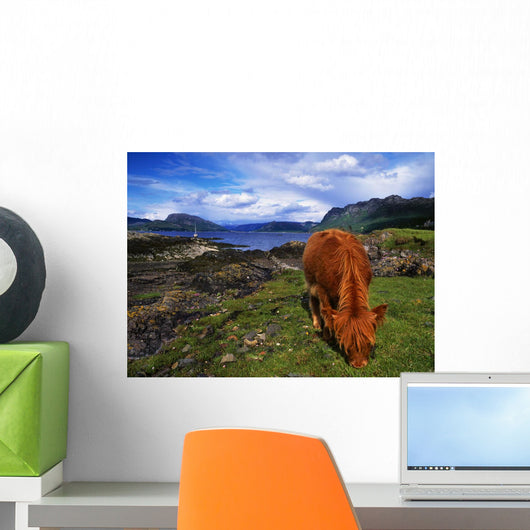 Highland Cattle, Scotland Wall Mural