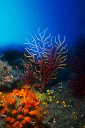Seafan Wall Decal