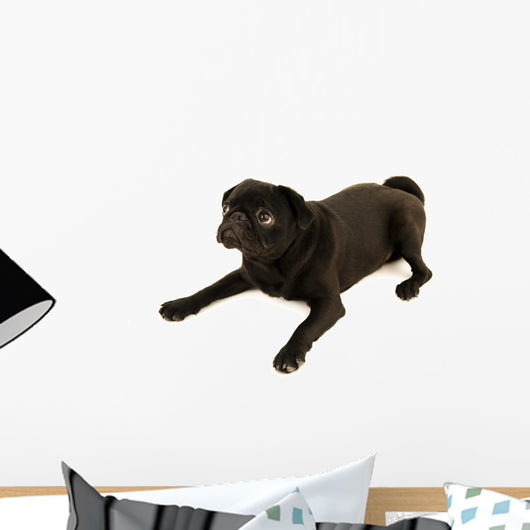 fond of looking pug Wall Decal