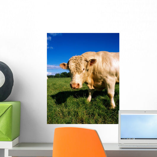 Charolais Bull, Ireland Wall Mural