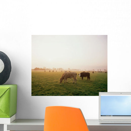 Hereford Cattle, Ireland Wall Mural